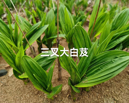 白芨